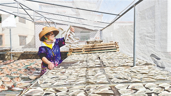 对于靠海吃海的广海人来说，入秋后刮起的干冽北风，意味着制作传统美味“广海咸鱼”的最佳时节到了。