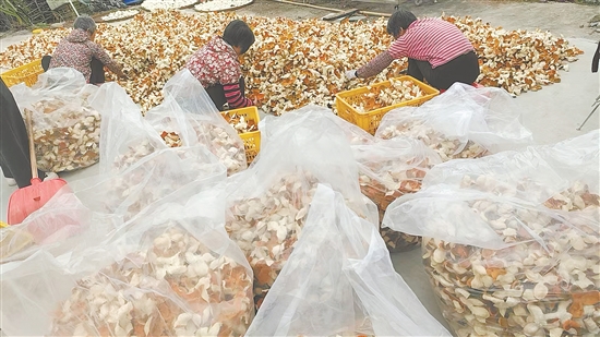 九农果场工人们正将大红柑皮分装、称重、打包，准备发货。