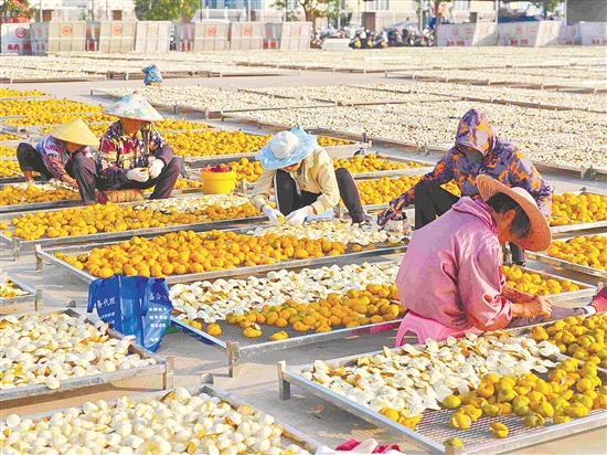 工人将柑果开成完整的三瓣,待柑皮稍微脱水变软后,再反皮翻晒。 工人将柑果开成完整的三瓣,待柑皮稍微脱水变软后,再反皮翻晒。