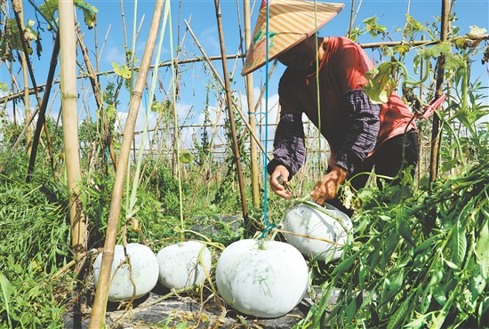 苍城镇建设潭碧冬瓜核心种植区,带动周边农户增产增收。 苍城镇建设潭碧冬瓜核心种植区,带动周边农户增产增收。