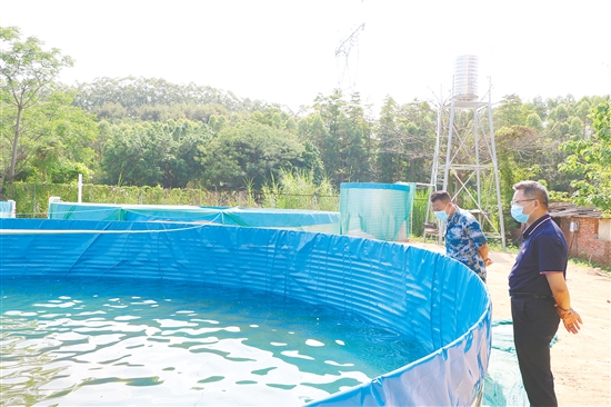 高密度养殖基地建成后，松岗村草鱼养殖实现了自繁自育。图为鹤山市人武部调研组在养殖池旁观察育苗状态。