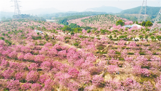 莱苏（鸿园）山水人家景区的紫花风铃木迎来最佳观赏期。