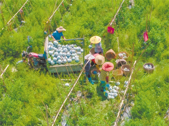 6月，开平市苍城镇潭碧冬瓜种植专业合作社成功获准使用“潭碧冬瓜”地理标志专用标志。