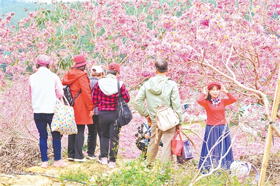 元旦假期，共和镇来苏鸿园景区的紫花风铃花海绚烂绽放，成为市民、游客赏花观景的热门目的地。