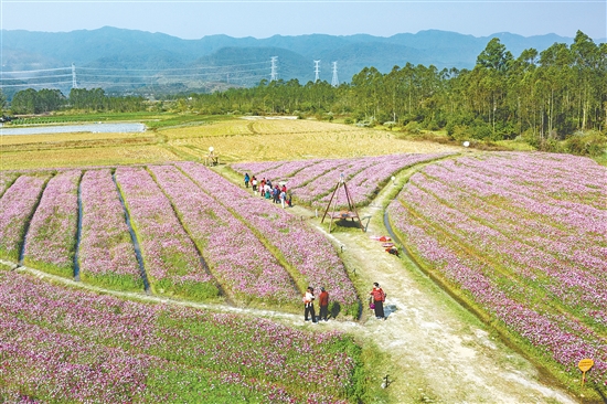 簕菜文化创意园利用周边田地“休耕期”种植格桑花，建设景观花海，吸引众多游客前来赏花。
