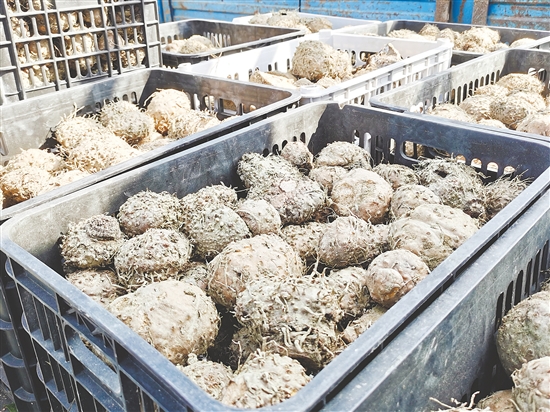 一个个饱满壮硕的魔芋破土而出，沉甸甸的果实承载着丰收的喜悦。