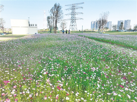 观澜湖公园的格桑花海吸引市民前来打卡。 观澜湖公园的格桑花海吸引市民前来打卡。