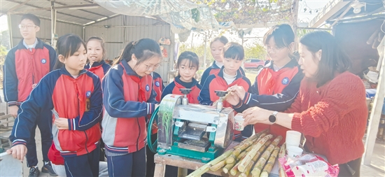 师生一同榨甘蔗汁。 师生一同榨甘蔗汁。