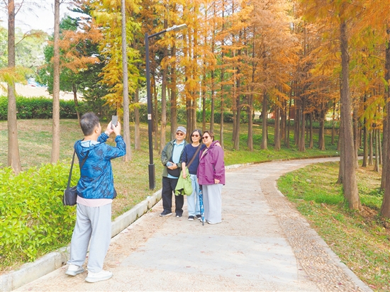 市民在落羽杉林间拍照,随手便可拍出“大片”。 市民在落羽杉林间拍照,随手便可拍出“大片”。
