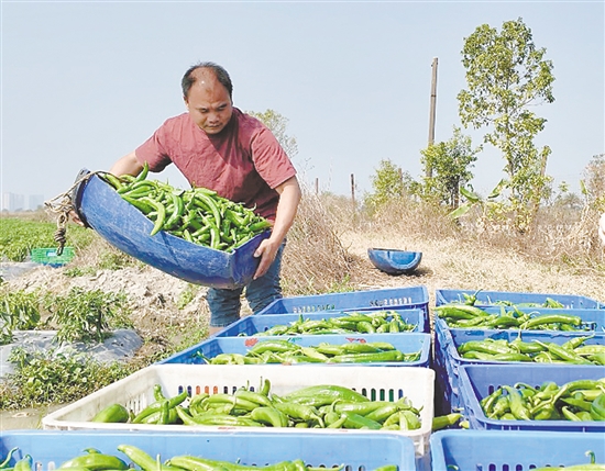 四九镇种植的辣椒品质好，产量也稳步提升。