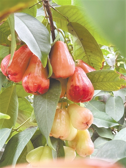 莲雾红得透亮。