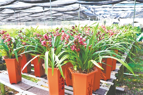 址山镇兰花种植基地的兰花竞相绽放。