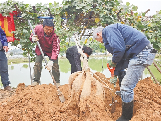平汉村村民正在挖掘重达42.5公斤的“葛王”。