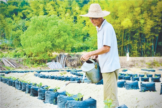2025年，鹤山市粉葛种植面积为373.33公顷（5600亩），产量约1.15万吨，年产值约0.71亿元。