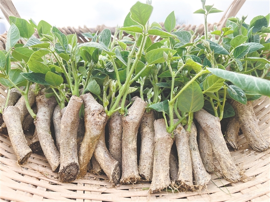 双合镇的粉葛种植历史悠久，全镇粉葛种植面积达286.67公顷(4300亩)。