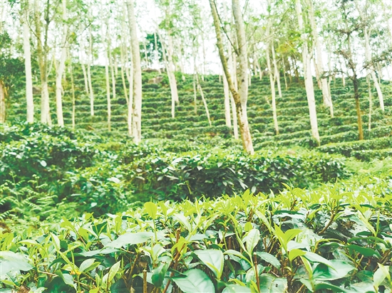 位于七星坑省级自然保护区的茶场。