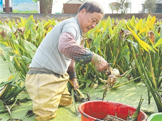 基头村村前几片浅水塘绿意盎然，慈姑长势喜人。