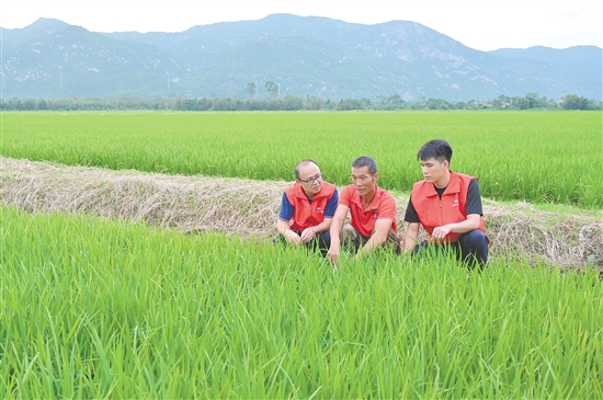 江门人保财险农险团队在“桦加沙”台风灾前，陪同农户查看水稻长势。