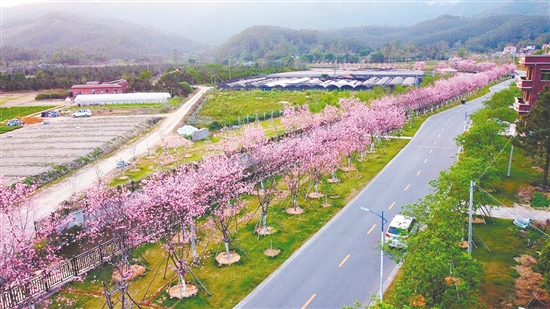 鹤城镇城西村委会樱花大道种植近2200多棵樱花树。