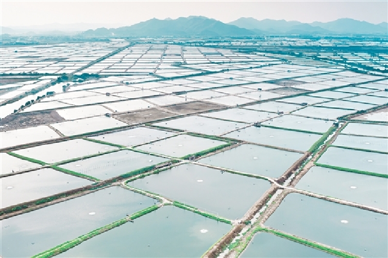 端芬镇鳗鱼产业经过多年发展，已形成一条集鳗鱼培育、饲料生产、养殖、加工、出口贸易于一体的完整的鳗鱼产业链。