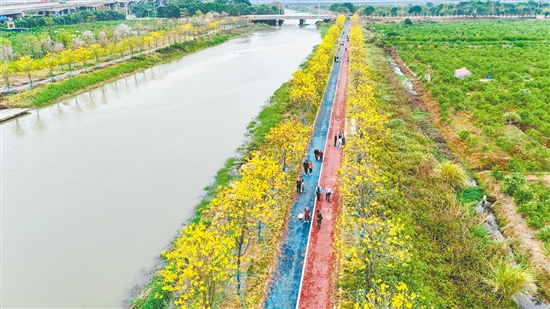 英洲海碧道沿岸的黄花风铃木繁花似锦。
