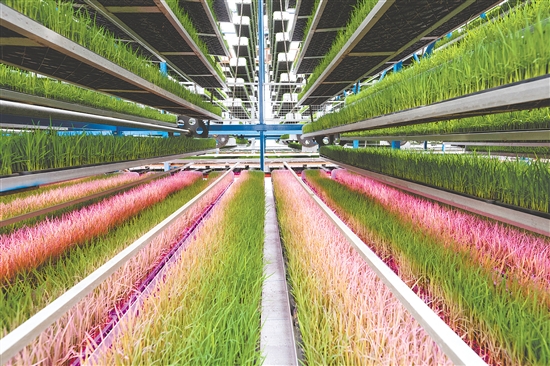 天禾智慧农场是一个现代化标准种植基地，以“少人化作业、数字化生产”为核心目标。这是广东供销天禾台山育秧中心。