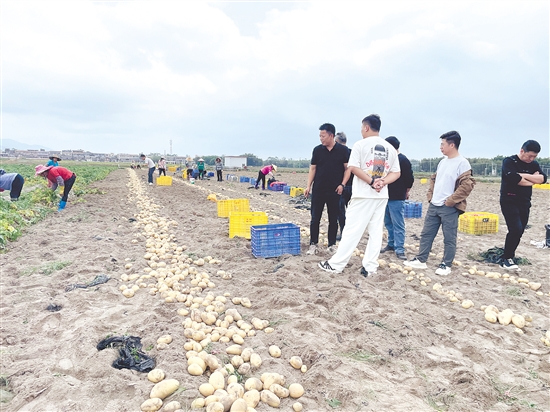 客商走进恩平田间地头,了解马铃薯种植情况。 客商走进恩平田间地头,了解马铃薯种植情况。