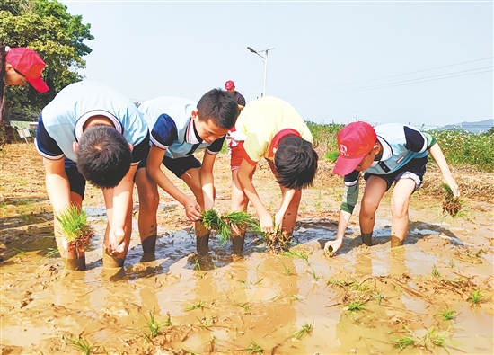 春日的台山田野,一群身着校服的“小农夫”,挽起裤腿下田插秧、锄地播种。 春日的台山田野,一群身着校服的“小农夫”,挽起裤腿下田插秧、锄地播种。