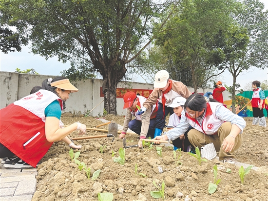 孩子和家长默契配合、分工协作,合力种下菜苗。 孩子和家长默契配合、分工协作,合力种下菜苗。