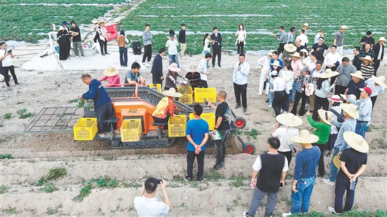 图为沙蓢村现场展示机械化收获番薯。