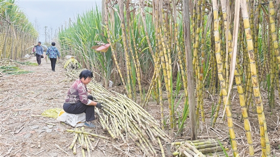 蔗农砍蔗准备拉到其他地方沿街叫卖。