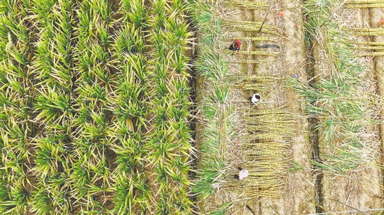 甘蔗地里，蔗农正在收获甘蔗。