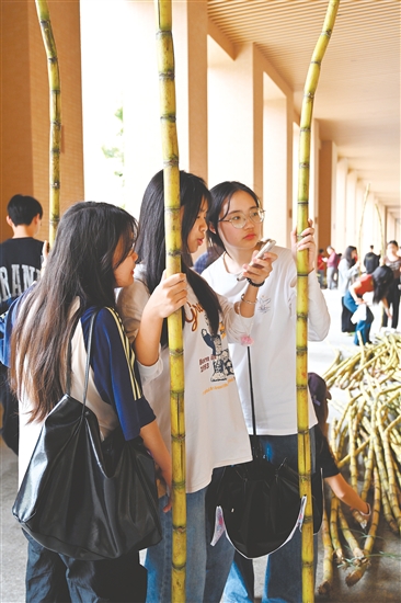 广州软件学院的同学们领到了甘蔗。