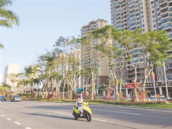 台山市推广“市花上树”，为台山城区主干道增添缤纷色彩。