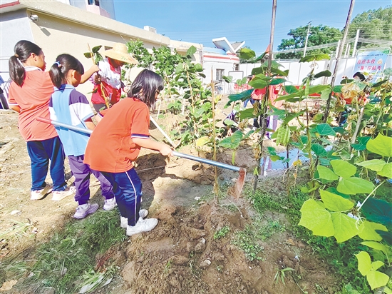 同学们在田间地头体验“四薯”种植的乐趣。