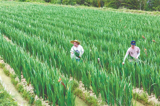 海宴镇全域剑兰花种植面积突破6000亩，主产区为永和村剑兰花种植基地，产值突破1.2亿元。