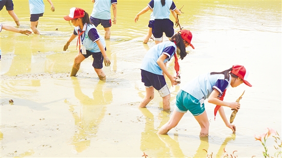 学生们参加荷花种植实践环节。