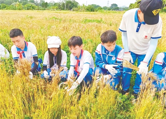 学生们在麦田间挥洒汗水，在收获的喜悦中感悟劳动的价值与粮食的珍贵。