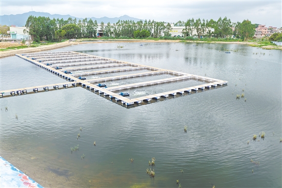 开平水口镇淡水鱼生态养殖示范基地竣工启动是市政协深入推进“百千万工程”纵向帮扶、全面落实“全员招商”工作的生动实践。 开平水口镇淡水鱼生态养殖示范基地竣工启动是市政协深入推进“百千万工程”纵向帮扶、全面落实“全员招商”工作的生动实践。