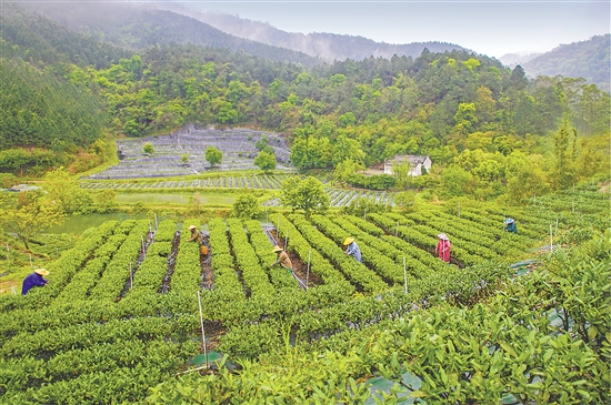 鹤山全市茶叶种植面积约1000公顷（1.5万亩）。