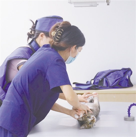 工作人员准备给小猫拍摄CT检查。