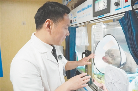 宠物医生检查小狗“患者”的情况。