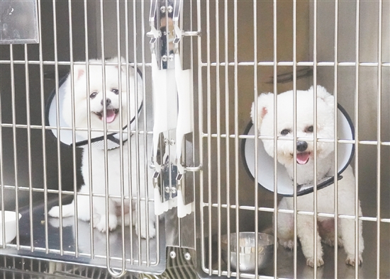 在住院区治疗的博美和比熊。