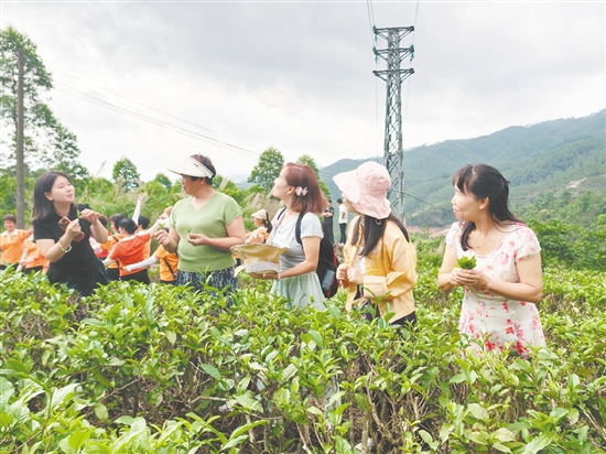 学员们在导师的指导下，学习“一芽二叶”的精准采摘标准和技巧。