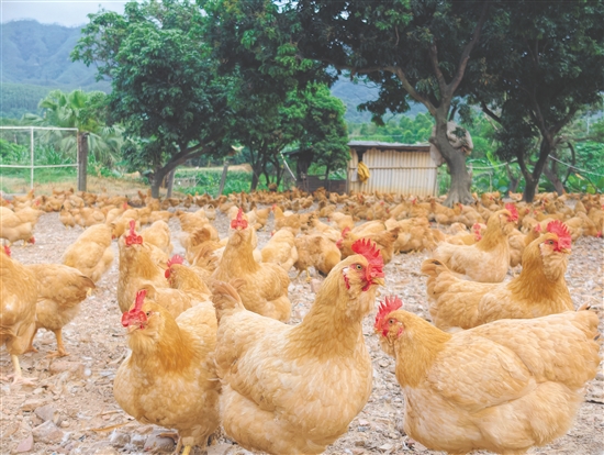 金鸡镇丘陵山地的走地养殖模式，让鸡肉肉质更紧实。