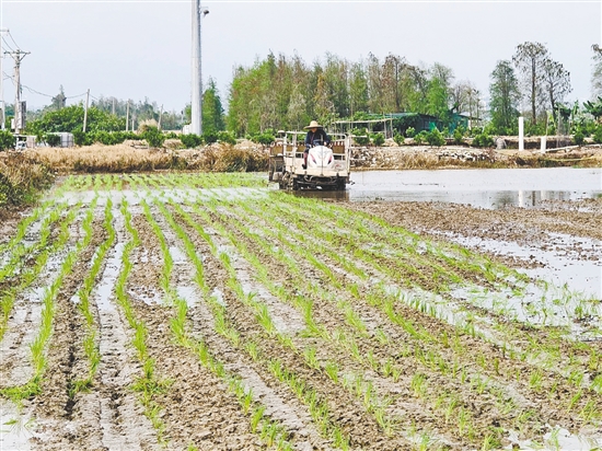 双水镇龙头村的撂荒地于去年5月完成复耕复种，今年顺利开启插秧作业。