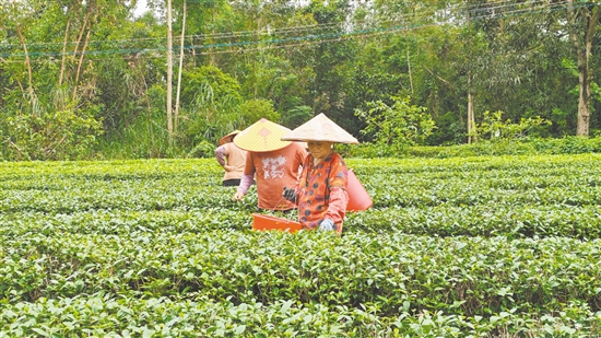 茶农熟练地采摘今春的嫩芽。