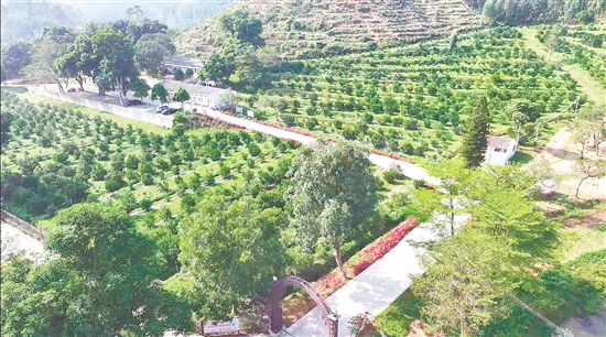 丽宫陈皮庄园采用“山地生态种植”模式，串联起庄园特色游览线路。