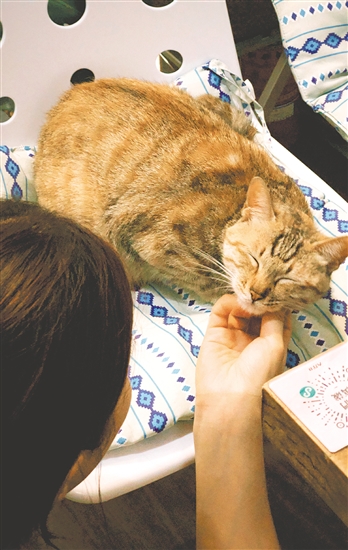 和宠物互动能够缓解焦虑。