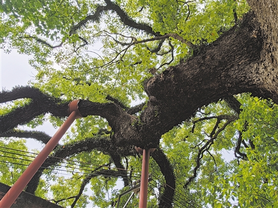 大型支架为枝繁叶茂的古香樟提供支撑。